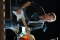 Fender Custom Shop Eric Clapton Signature Stratocaster with Case